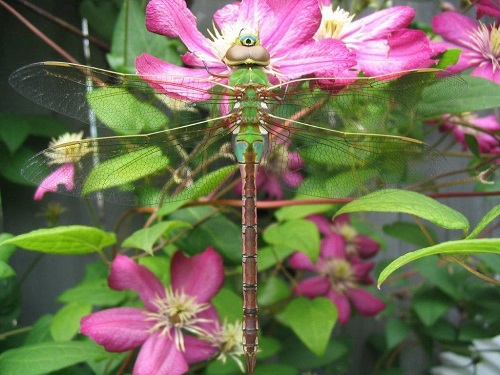 Green Darner Dragonfly
